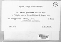 Meliola pelliculosa image